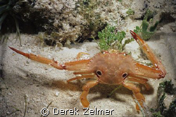 Ocellate swimming crab directing traffic. Graham's Harbor... by Derek Zelmer 